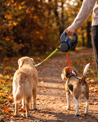 Walking two dogs on one handle in the park